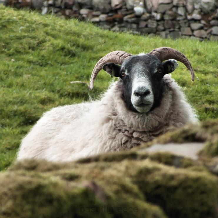 αξεσουάρ PASOTTI ba cm - κέρατο ζαχαροκάλαμο προβάτου 2N6B8237 για άνδρες και γυναίκες