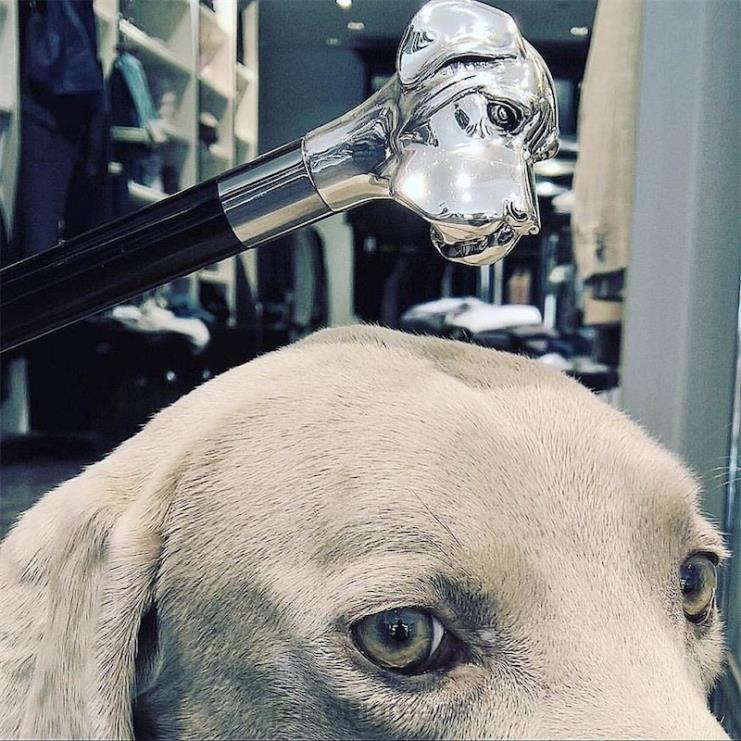 αξεσουάρ PASOTTI ba w27 - ασημένιο μπαστούνι Λαμπραντόρ 2N6B8233 για άνδρες και γυναίκες